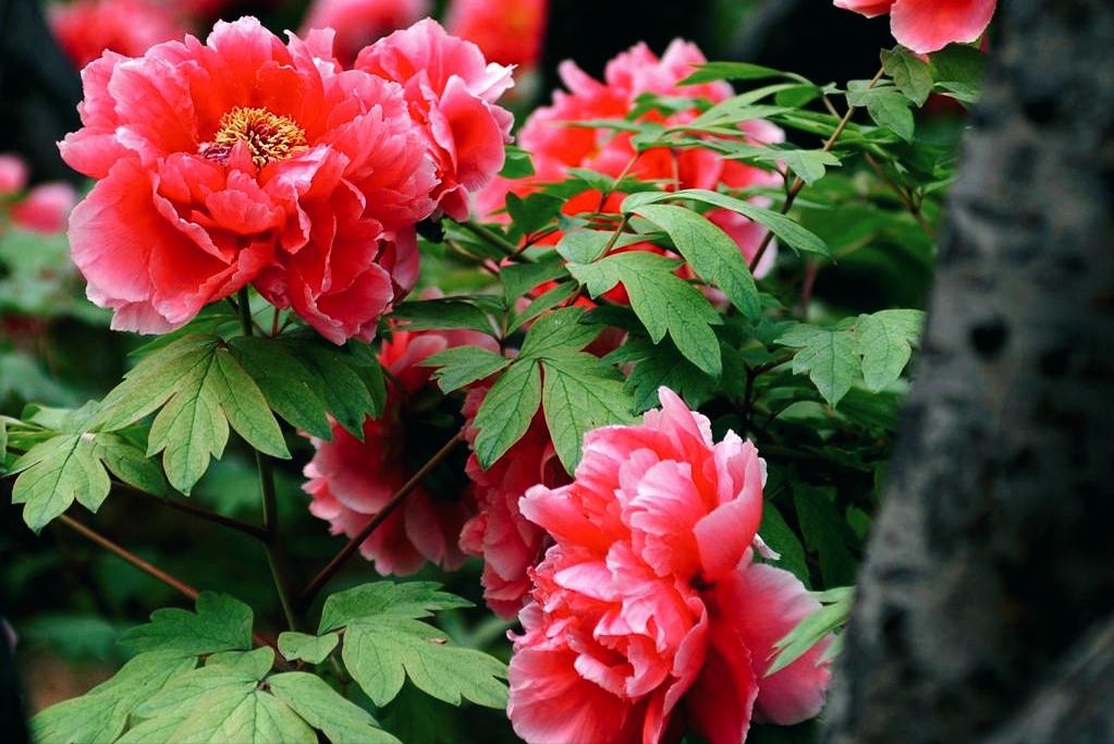 牡丹花古诗100幅,牡丹花娇艳古诗