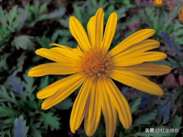 路遥知马力日久见人心以诚待人,路遥知马力日久见人心的道理