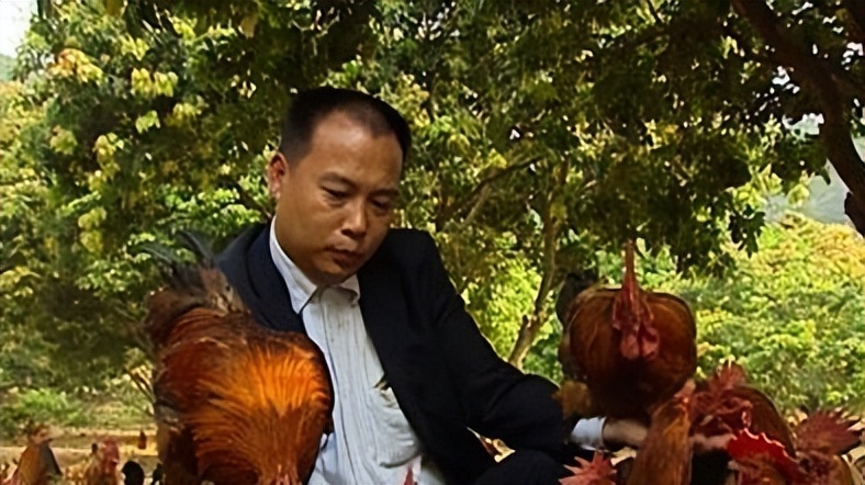 惠州大型养鸡场,十亩山林养殖3000只鸡