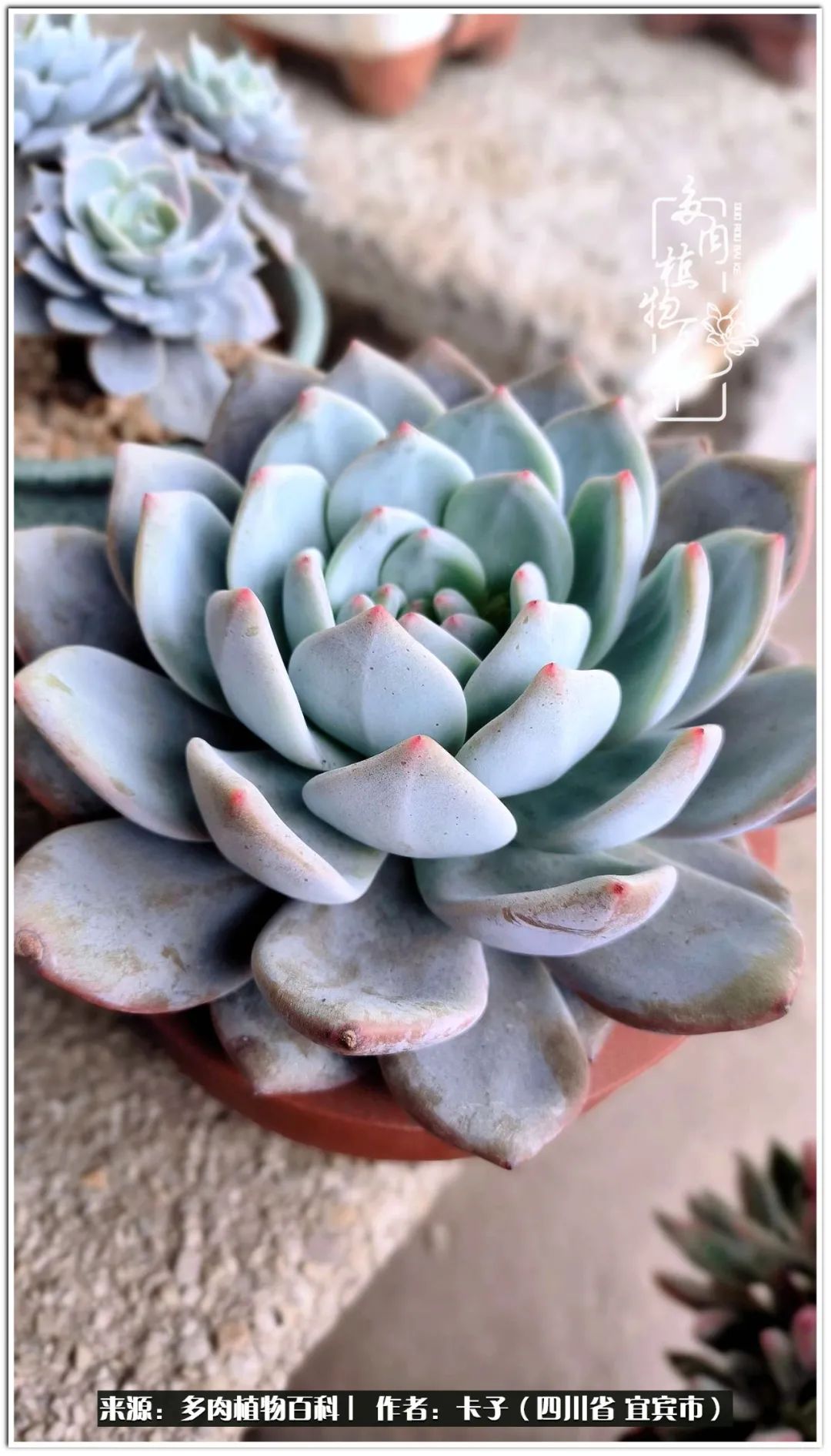 送我一轮明月文案,送我一轮明月