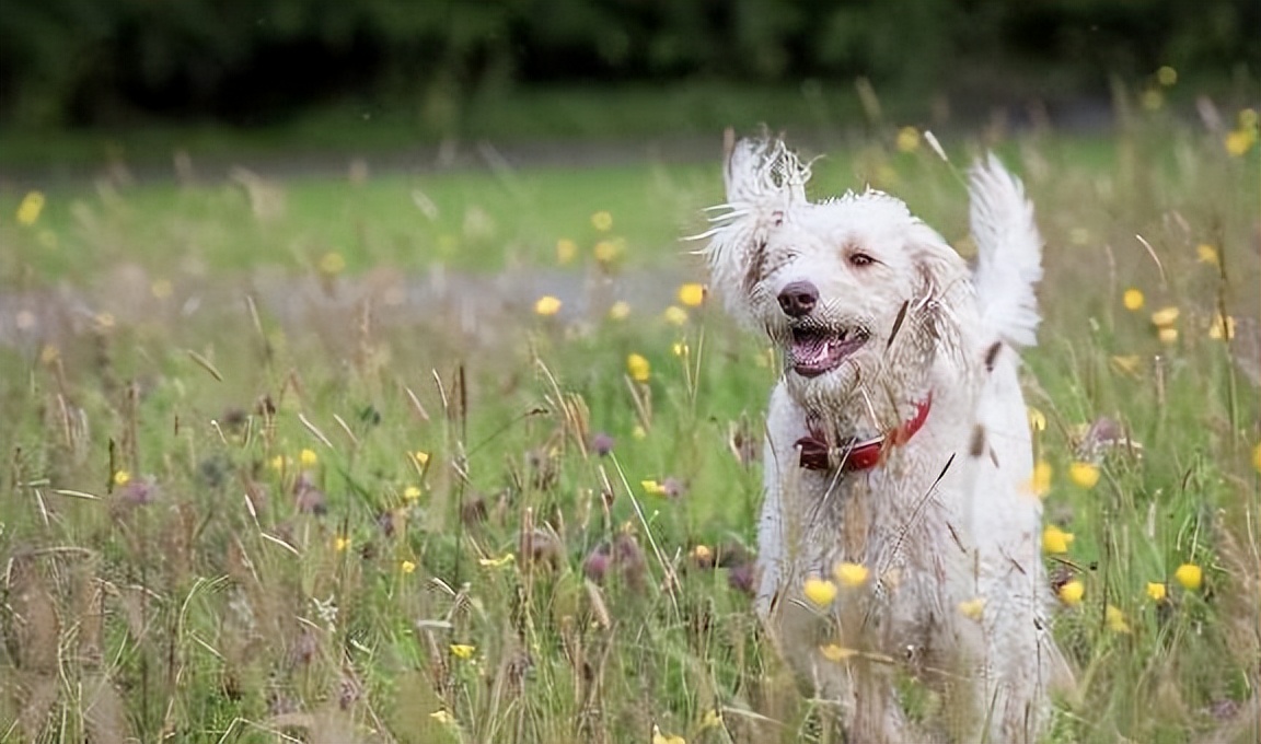小时候黄色毛茸茸的狗狗,小时候白白胖胖的狗狗
