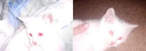 猫身上掉下来有白色颗粒是什么,猫身上白色的是什么