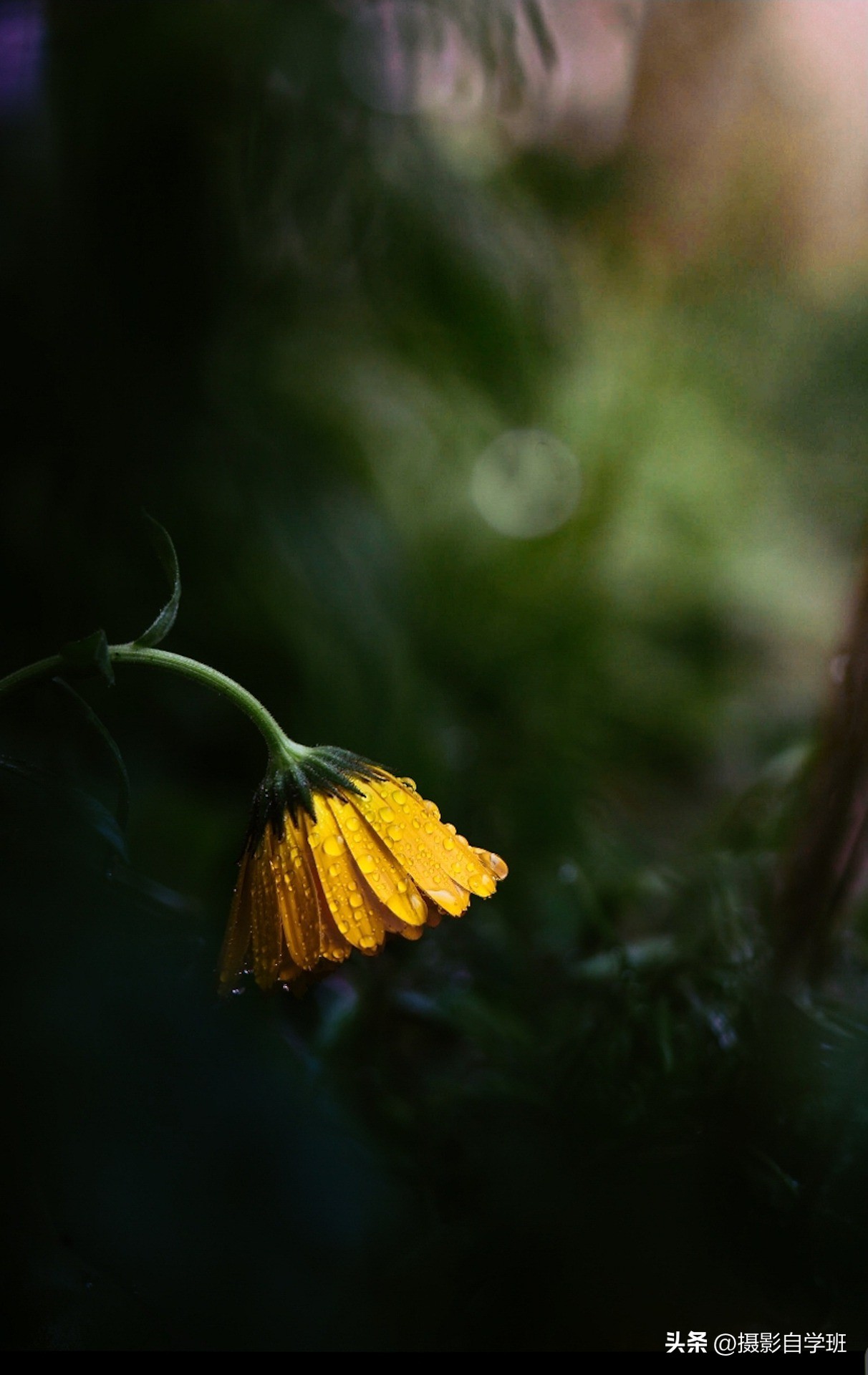 如何用手机拍黑背景的花,怎样拍黑色花背景