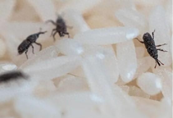 大米生虫不能晒怎么办,大米生虫有何办法