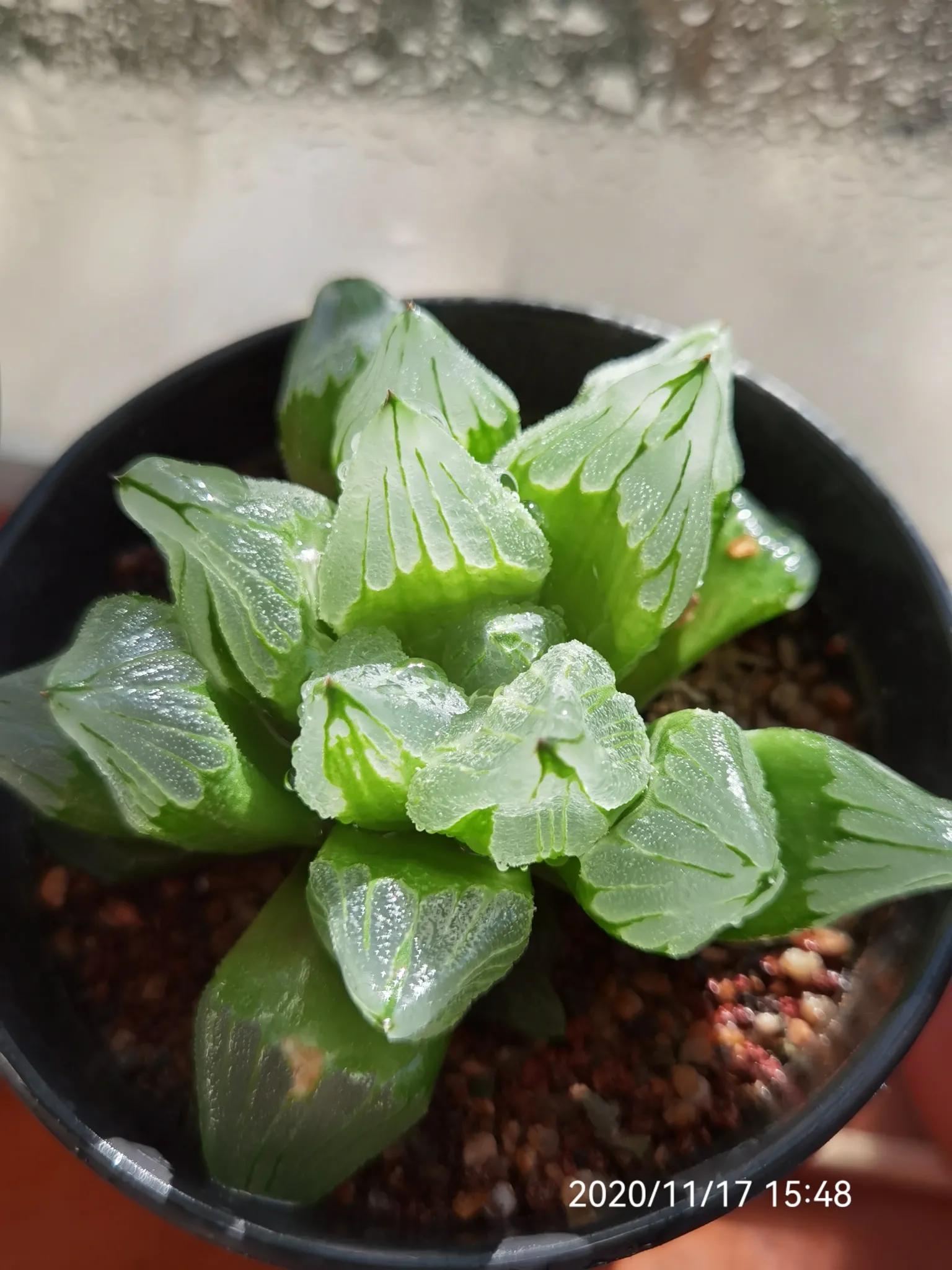 玉露种子怎么种,从种子开始种玉露