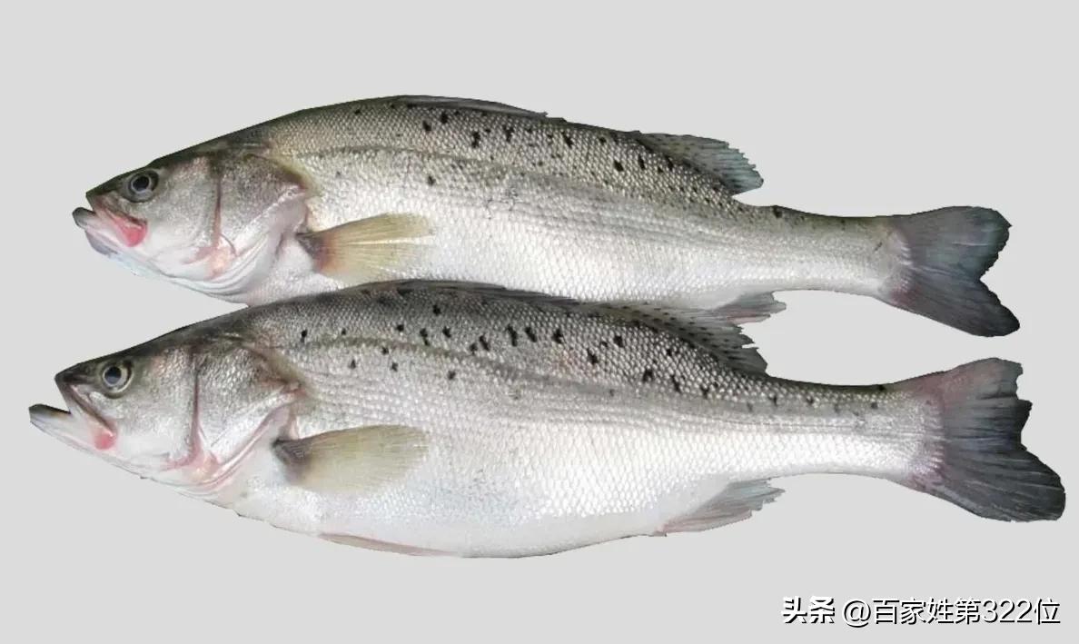各种鱼名称的由来,各种鱼名的由来