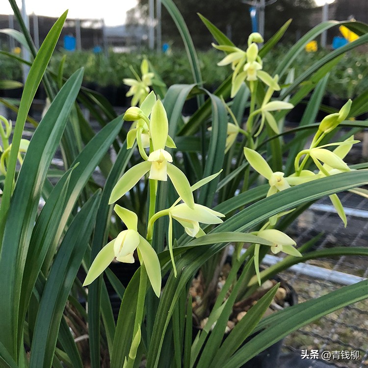 如何分辨花市兰花骗局,网上买兰花怎么鉴别