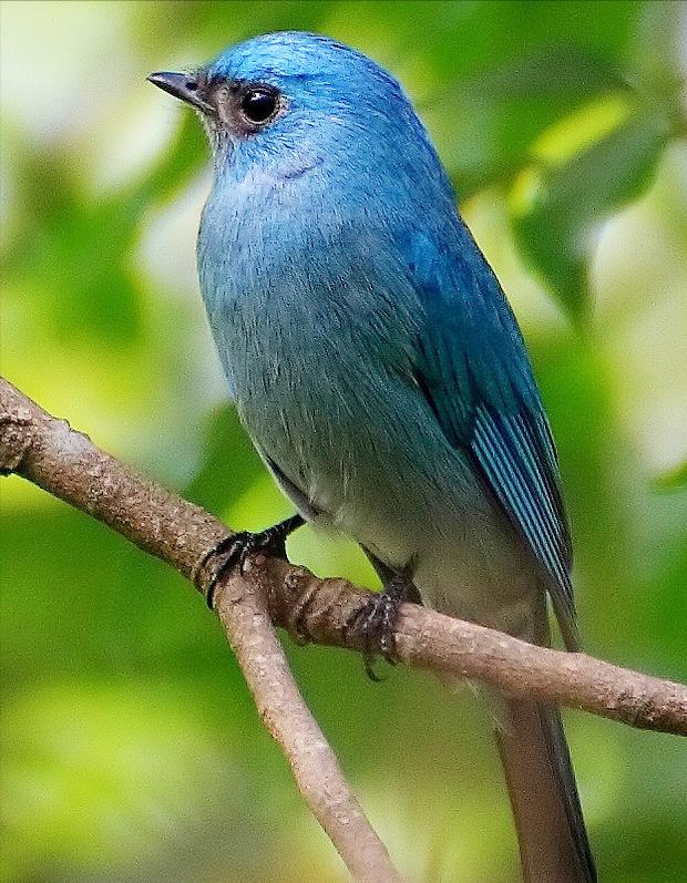 所有鸟图片大全大图,50张最佳鸟类摄影作品