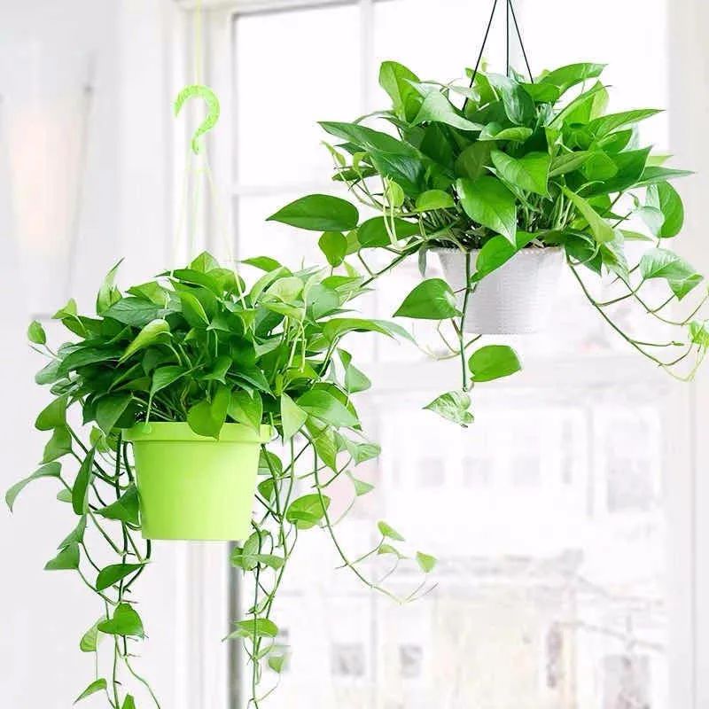 养这10种花越养家里越干净,适宜在家中养的10种花排名