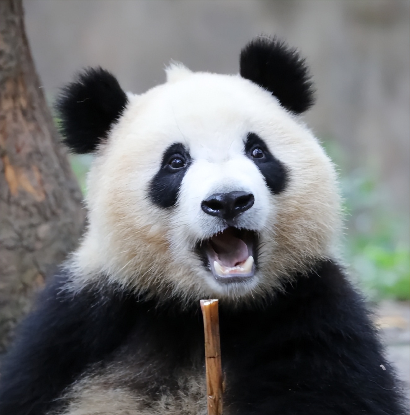 熊猫界顶流盘点,熊猫界十大顶流