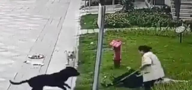 最大的罗威纳繁殖基地,黑色罗威纳犬真相