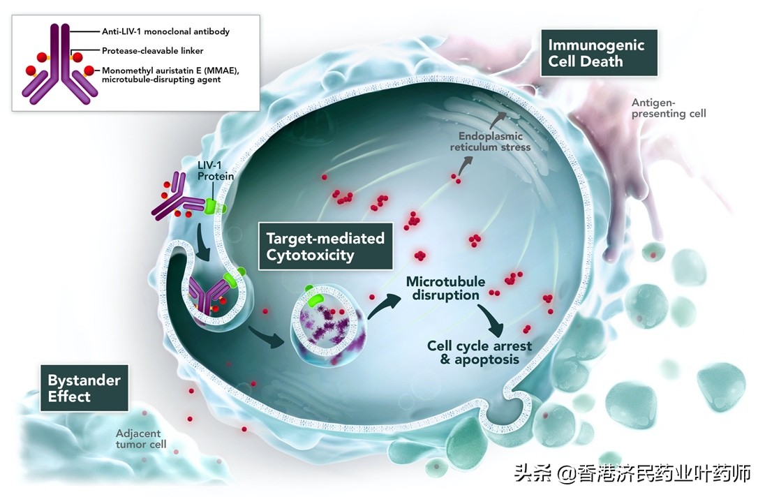 尿道上皮癌靶向药,尿路上皮癌有对应的靶向药吗