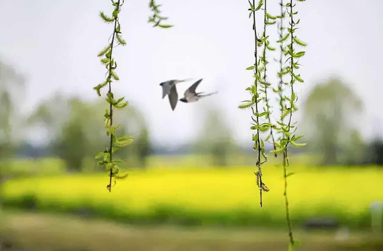 春日正好莫负春光,春日诗集大赏
