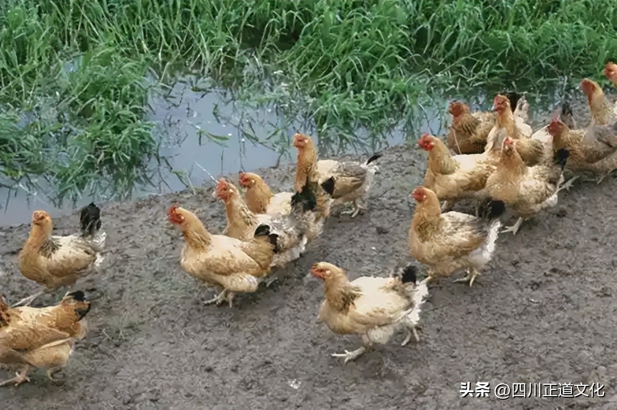 东亚人与白人体质差距,中国人与白种人对比