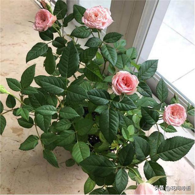 月季玫瑰蔷薇芍药牡丹的区别,月季玫瑰蔷薇区别在哪里