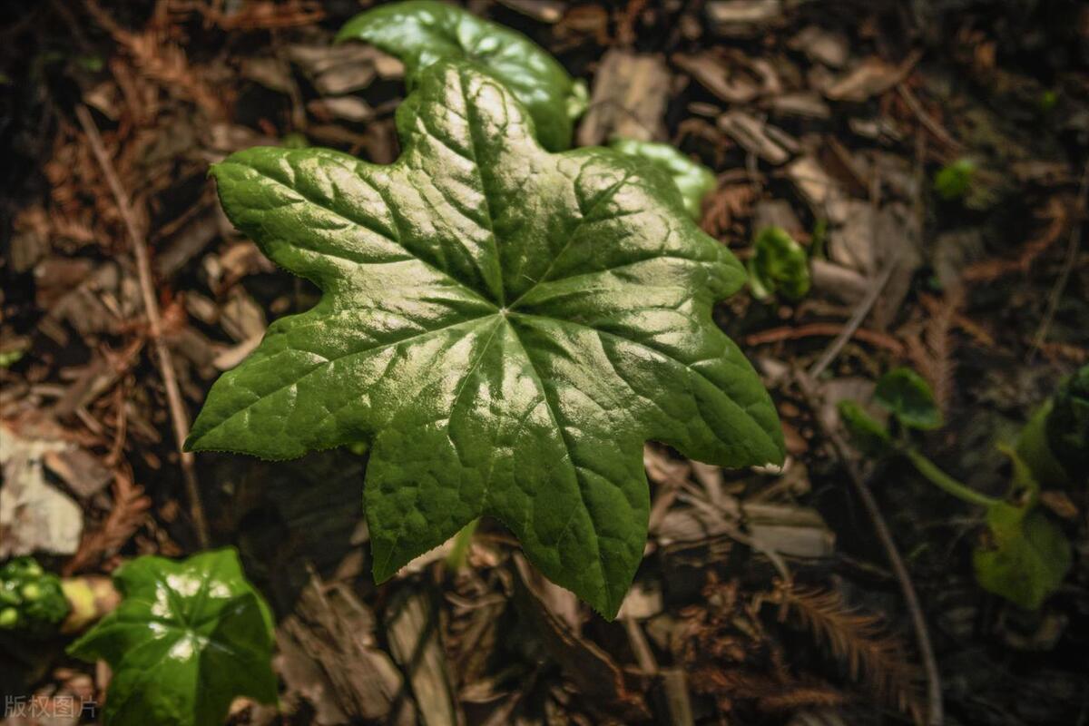 真正防蛇植物,蛇克星植物图片