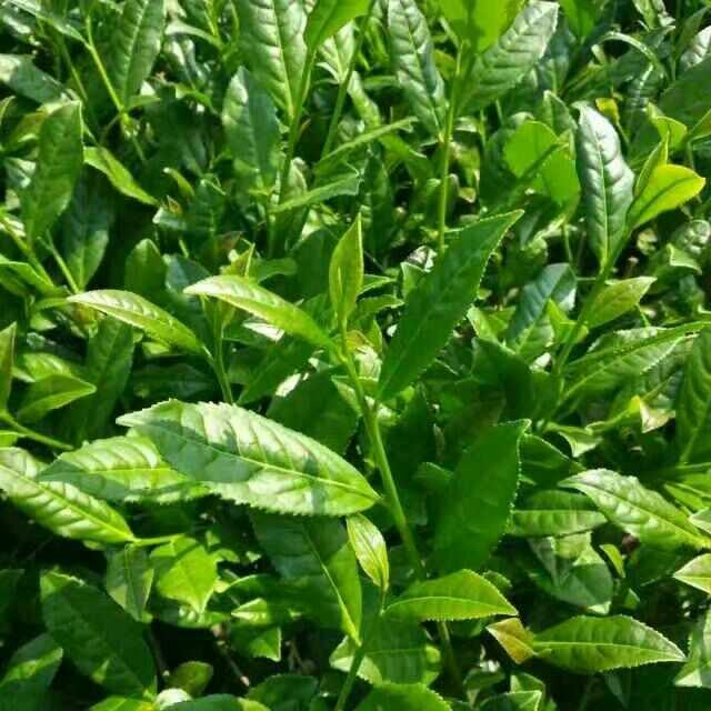 茗腾铁观音,茗腾茶业官网