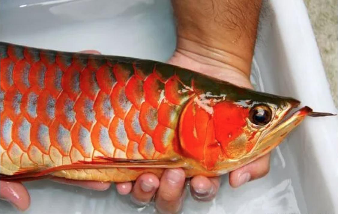 六角龙鱼换水的正确方法,龙鱼换水受惊吓了怎么办