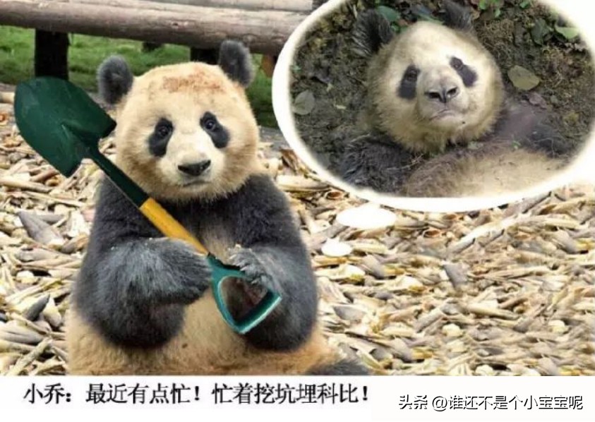 每天认识一只大熊猫和花,每天认识一支大熊猫