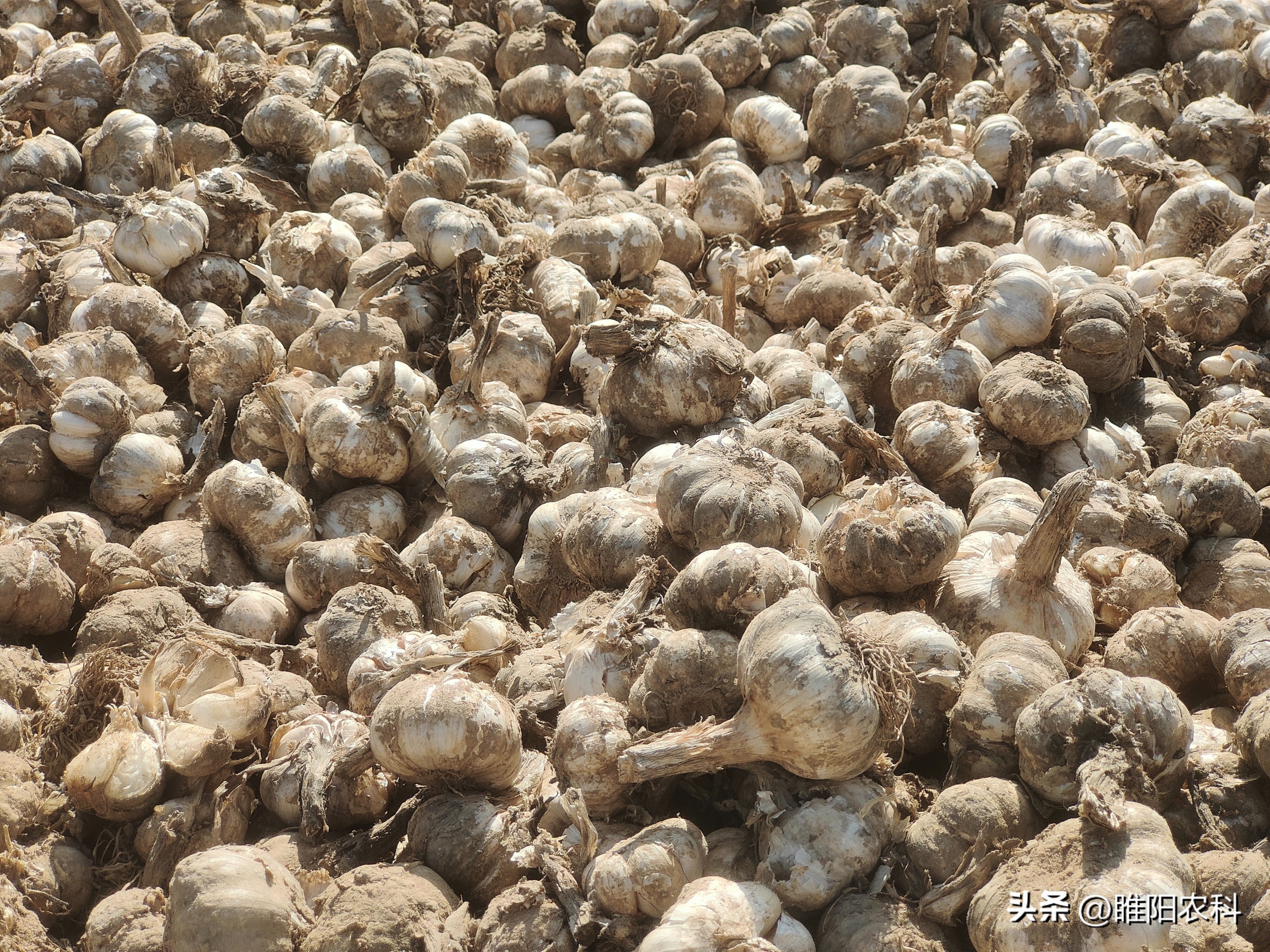 种大蒜赚钱吗,2023年大蒜能赚钱吗