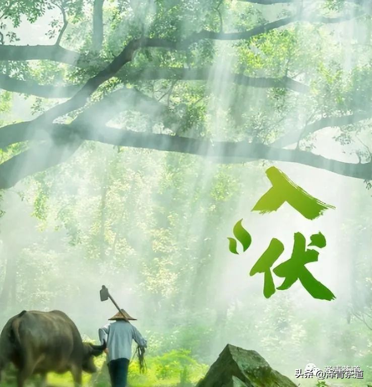 三伏天一定要知道的健康小知识,三伏天健康攻略