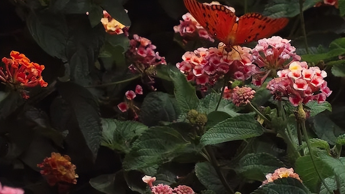 不管有没有钱，只要家中出现了这“三个吉兆”，家就是福地