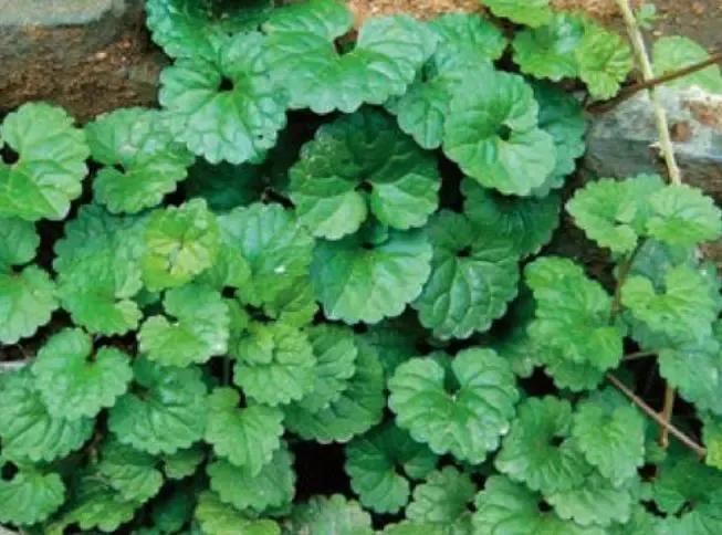 活血丹图片农村常见草药,农村常见活血丹也叫金钱草