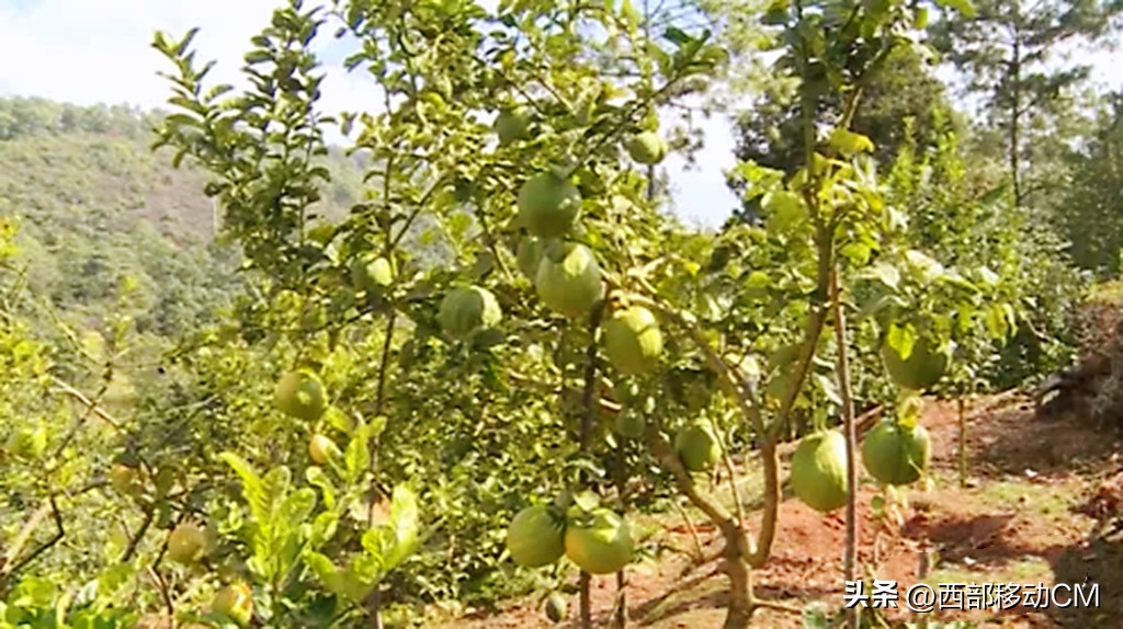 云南贫困山区返乡创业,云南通海农村地摊创业青年