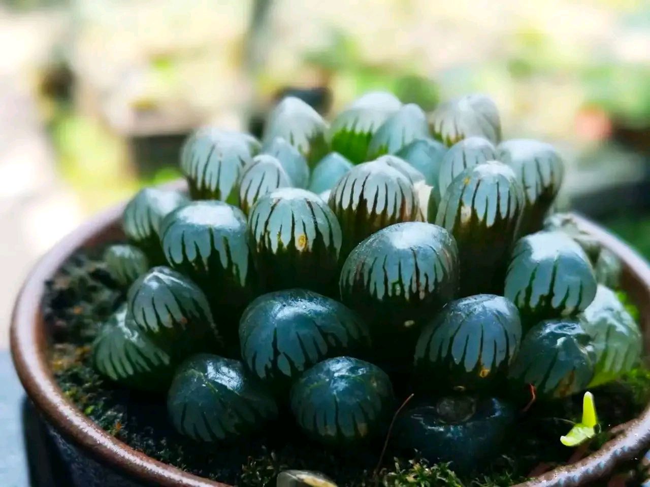 十二卷多肉的品种图鉴,100种多肉植物图片大全