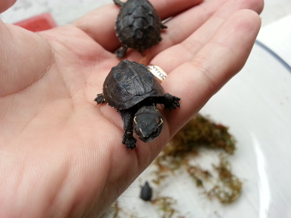 乌龟背朝下能自己翻过来吗,把乌龟翻过来四脚朝天会不会死