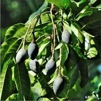 一种北方人没见过像水果却是菜的黑橄榄也叫油橄榄