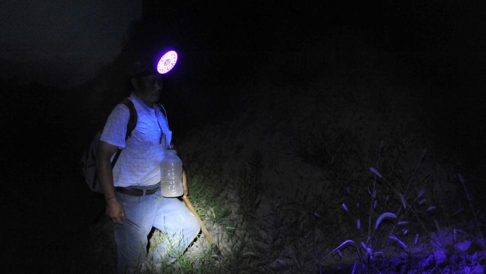 疯狂蝎子,最大蝎子到底有多可怕