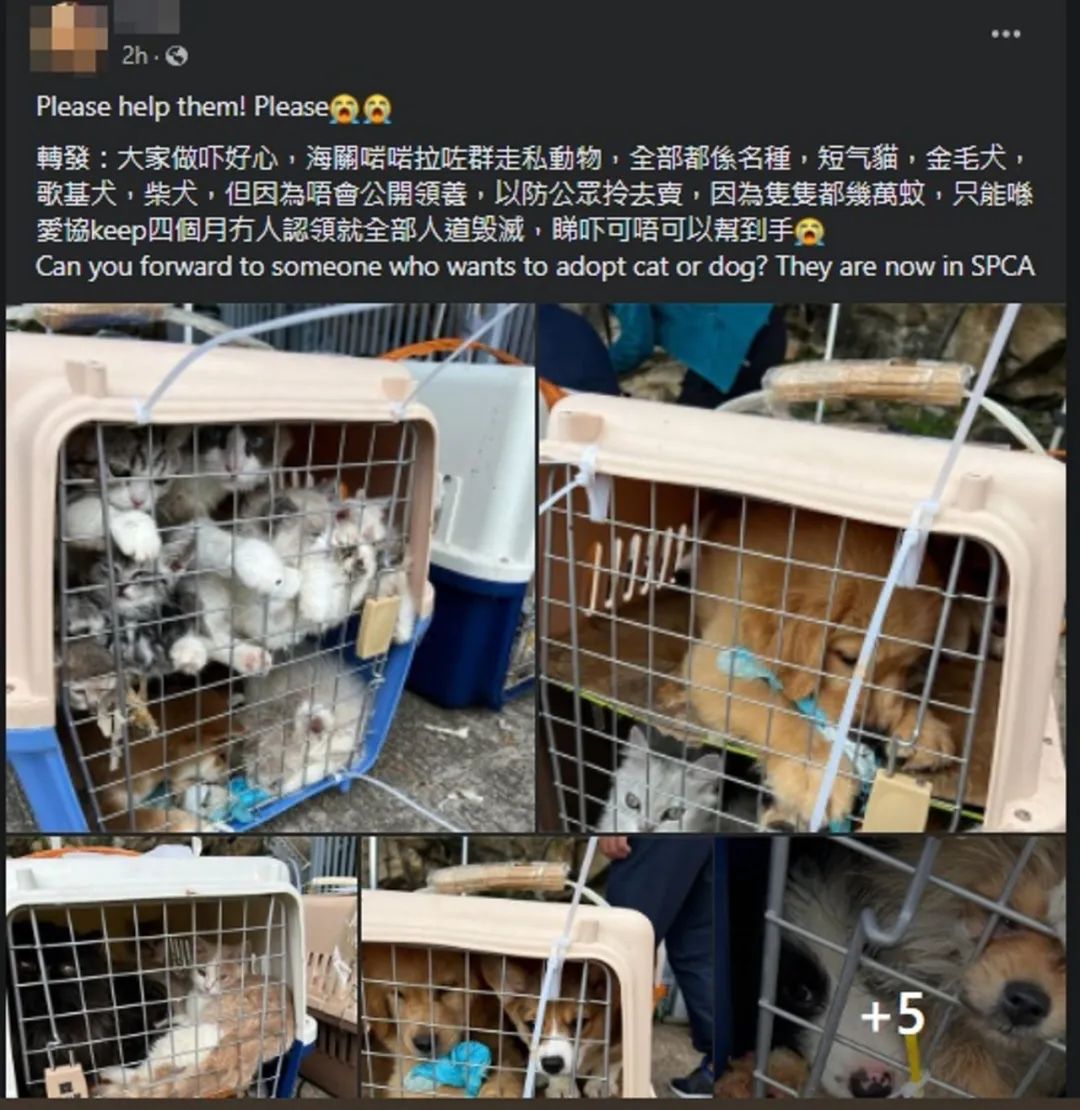 香港海关截获134只内地*私走**猫狗网传将被人道毁灭？市民：心都碎