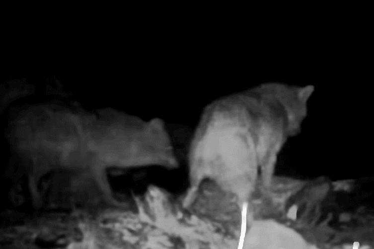 为什么猫没狗工作能力强,猫为什么不如狗那么忠诚听话呢