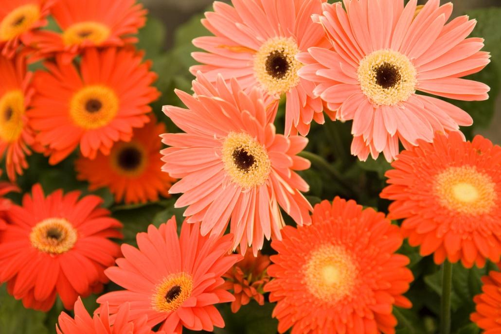 父亲节送康乃馨花束简单又漂亮,母亲节送康乃馨父亲节送什么花