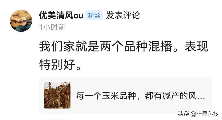 玉米品种高抗与高感的区别,高抗茎腐病的夏播玉米种