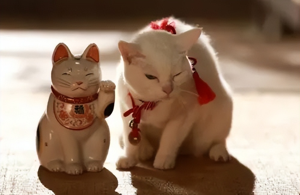 为什么有招财猫却没有招财狗鱼,为什么只有流浪猫没有流浪狗