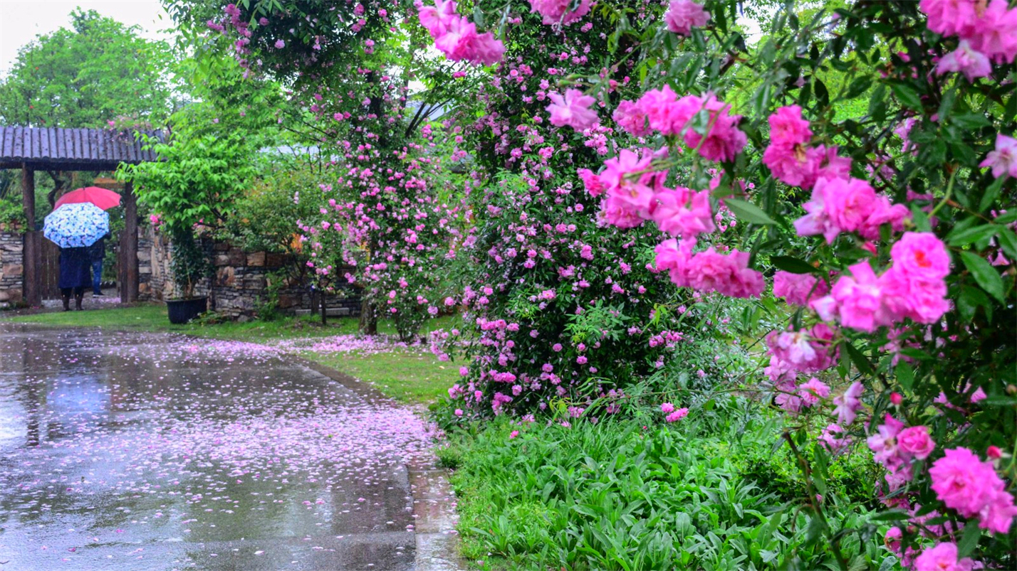 春情春思春景赏，春思春念春日长