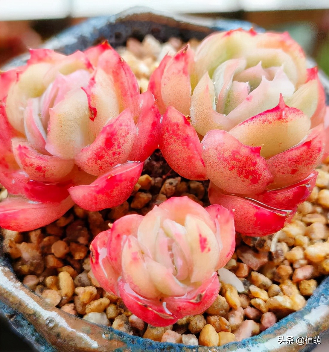 冰梅什么品种最好养,小叶冰梅都可以养出特别好的色吗