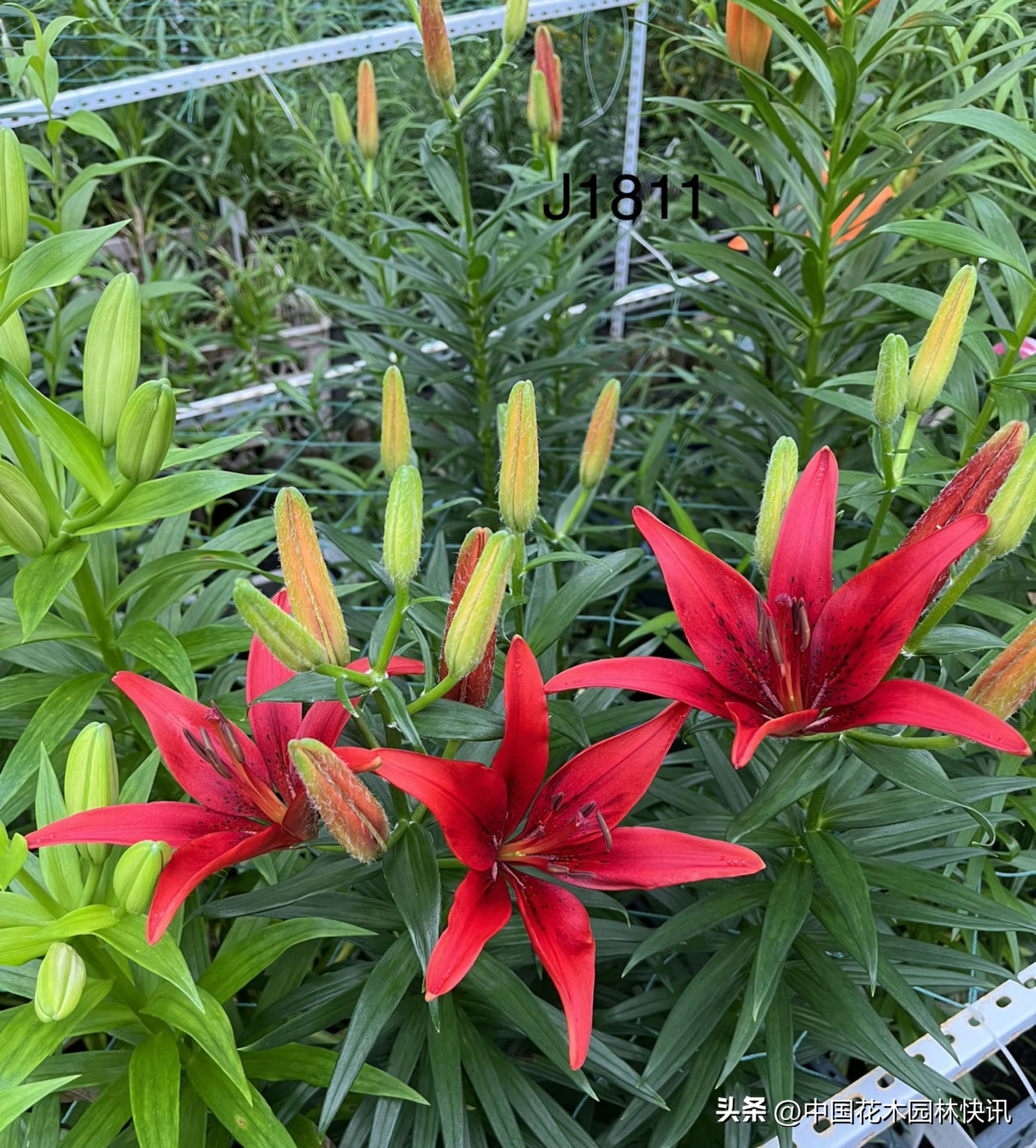 江西农大:缤纷百合花激情绽放国际登录品种各展娇姿