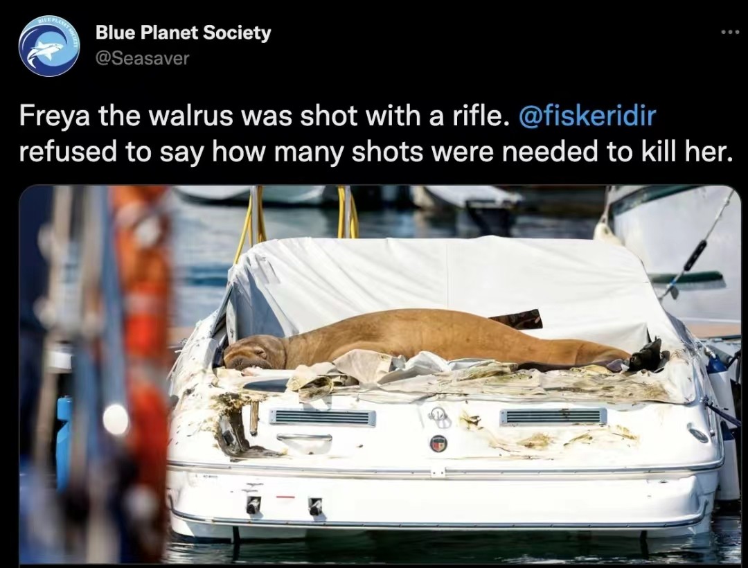 1200斤“女神”半夜被枪杀，尸体拆成标本！只因它亲密接触粉丝？