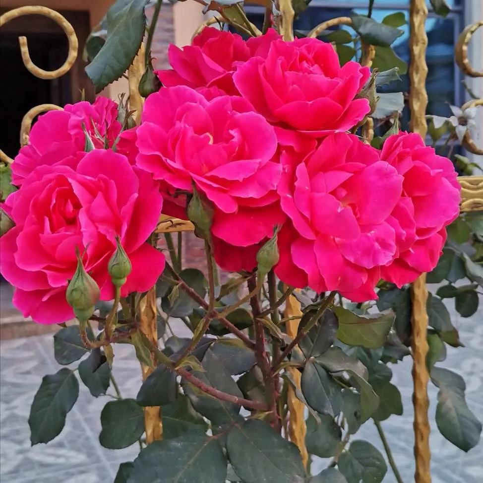 认识各种花卉名称,认识各种花的名字