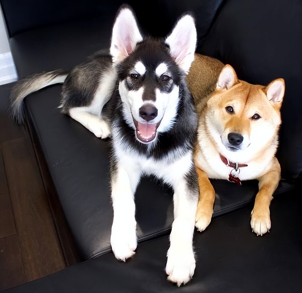 狗狗的4种交配方式，网友：没见过