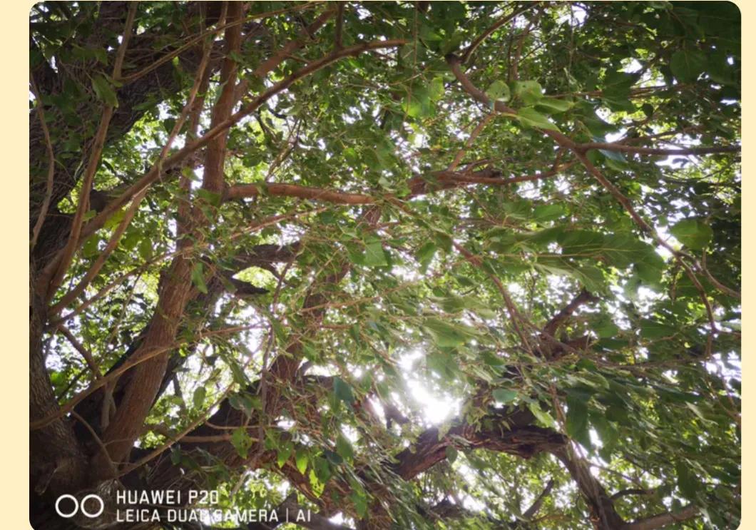 成武县古树,临武县古树