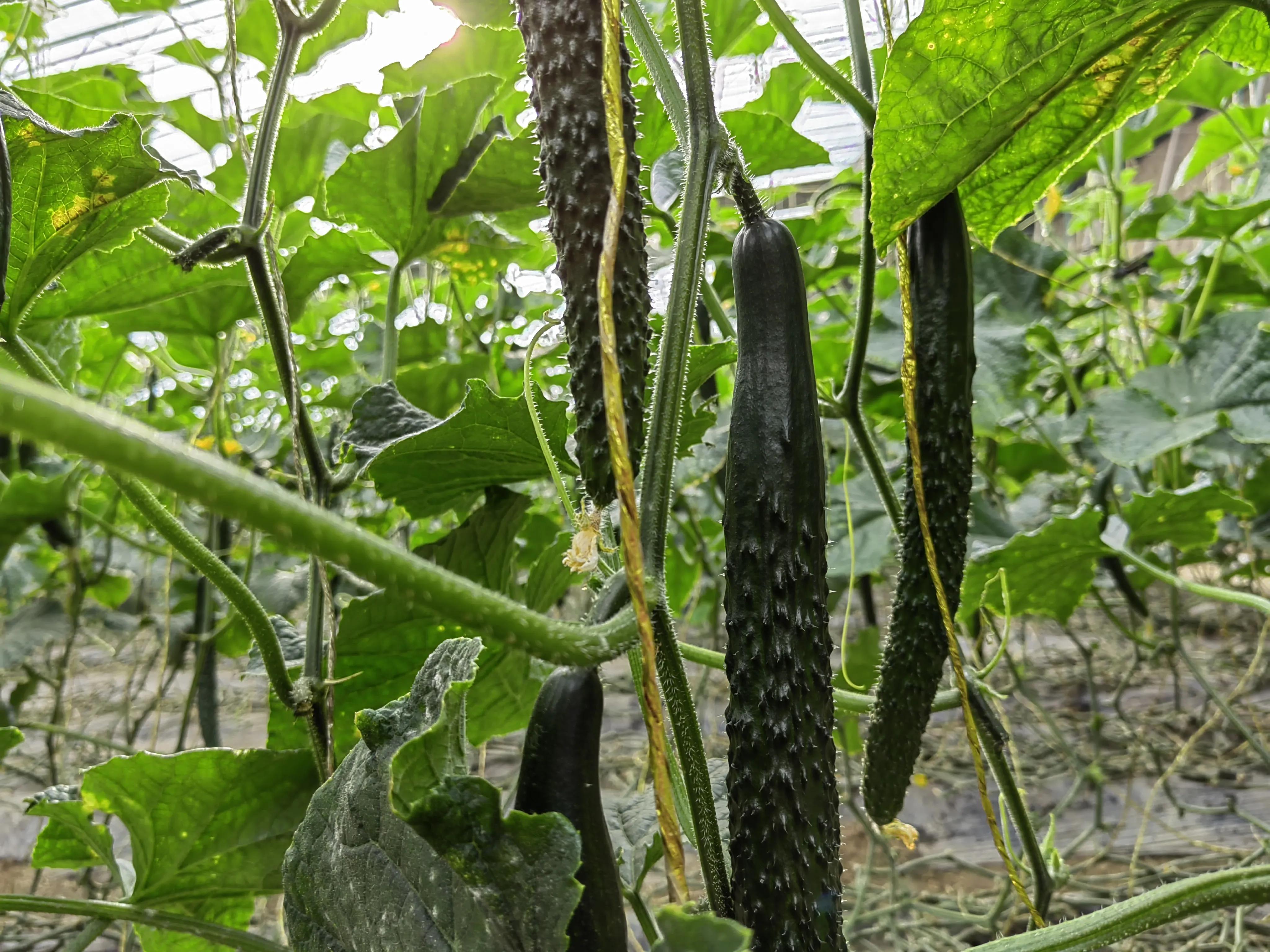 红糖酵母发酵液浇花的配制方法,红糖酵母液施用方法