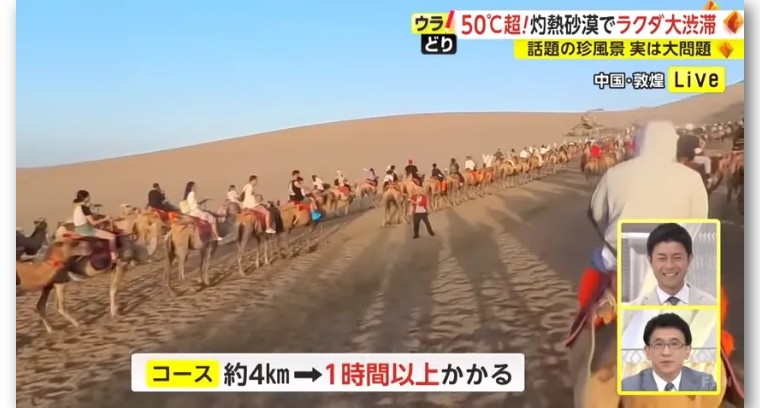 日本记者敦煌堵骆驼,日本记者直播连线冰墩墩