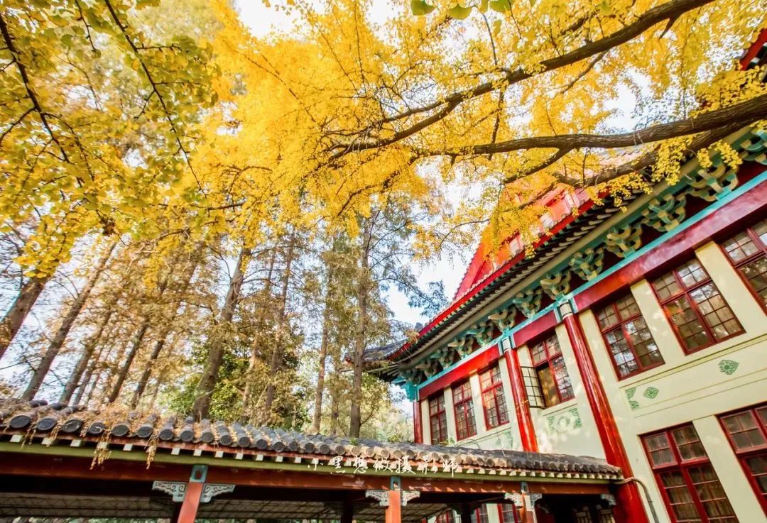 南京的法国梧桐秋天图片,南京法国梧桐秋天