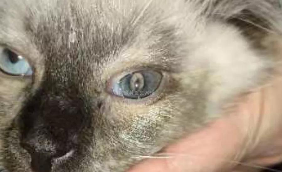 猫咪眼球受伤内出血全红了,猫咪眼球红肿充血怎么办