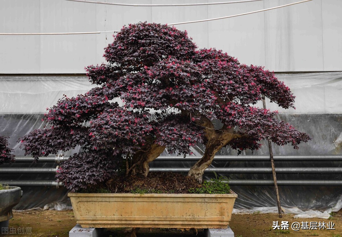 北方高杆黄杨沂蒙山小叶瓜子黄杨,大型高杆小叶黄杨