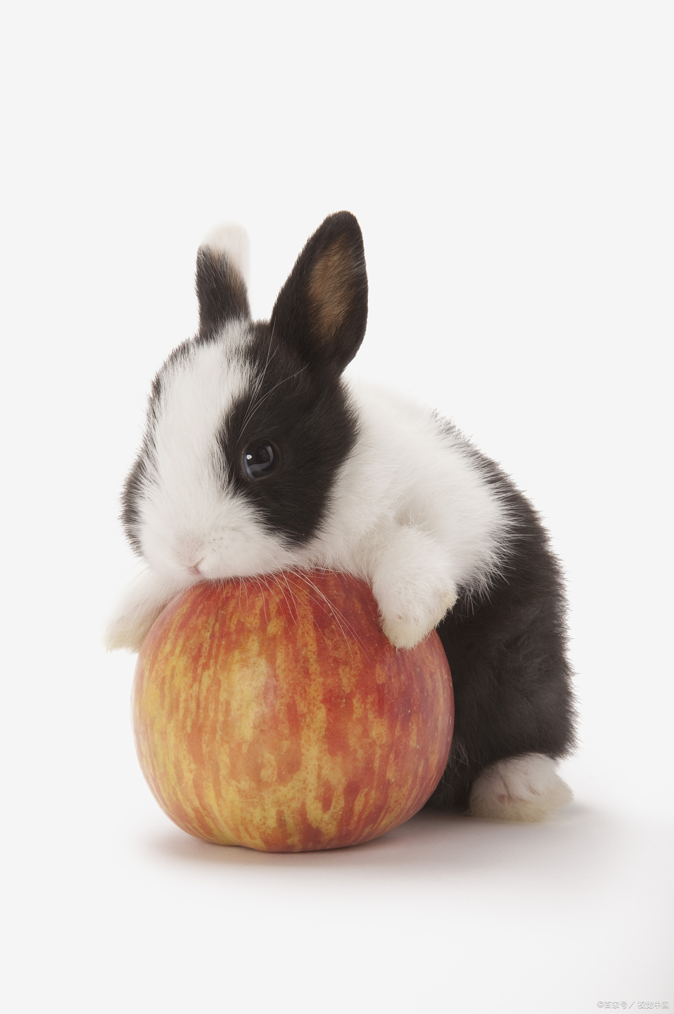 兔子不能洗澡怎么回事,兔子不能洗澡用什么清理